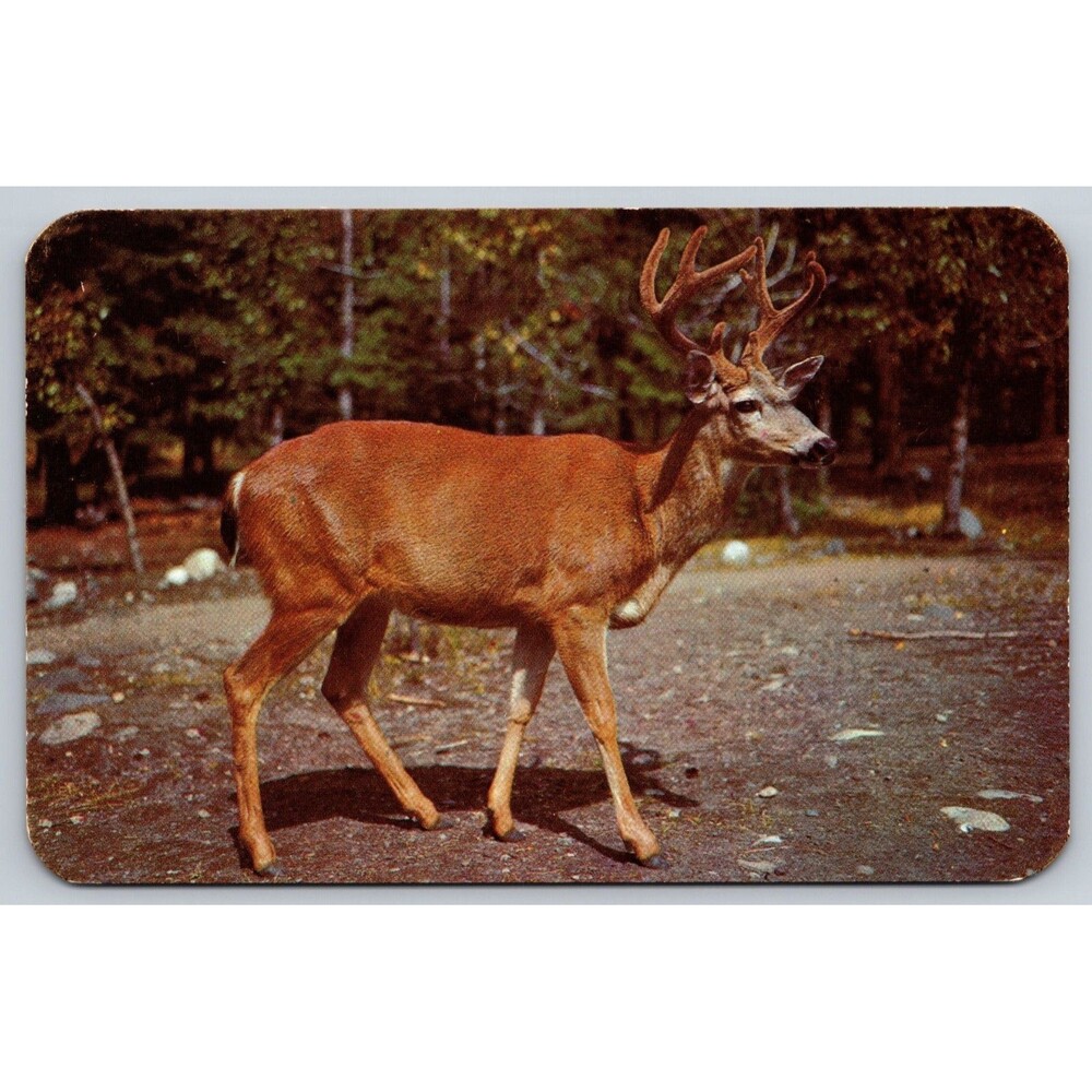 Vtg Postcard Walt Dyke "A Ten Pointer" Buck Deer Dexter Press Dextone S 47066